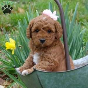 Misty Dawn, Mini Labradoodle Puppy